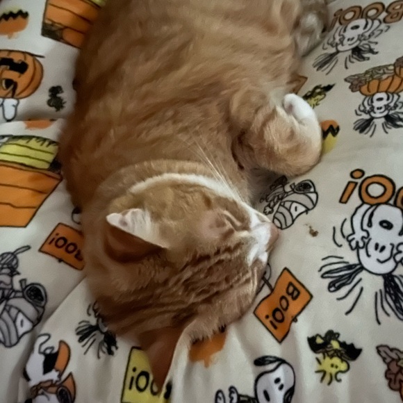 Meet your Posher 🐈⬛ - Picture 3 of 3